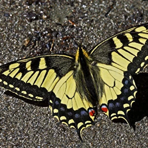 Swallowtail butterfly (Papilio machaon) sunning on a riverbank in Arkhyz section