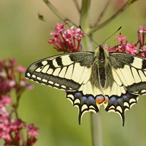Swallowtail butterfly (Papilio machaon) on flower, Pyrenees, France, May