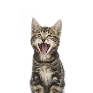 Tabby kitten, Picasso, 7 weeks, yawning