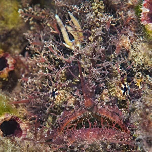 Tassled anglerfish (Rhycherus filamentosus) is almost perfectly camouflaged as it