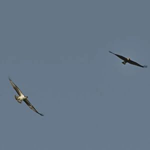Territorial Osprey (Pandion haliaetus) chasing a migrant female Marsh Harrier (Circus