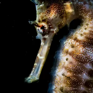 Thorny or spiny seahorse (Hippocampus histrix) portrait made off Anilao, Philippines