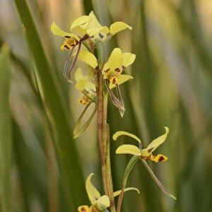 Tiger orchid (Diuris sulphurea). Tasmania, Australia. November