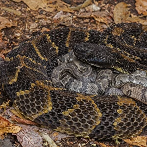 Timber rattlesnake (Crotalus horridus) female with newborn young, Pennsylvania, USA