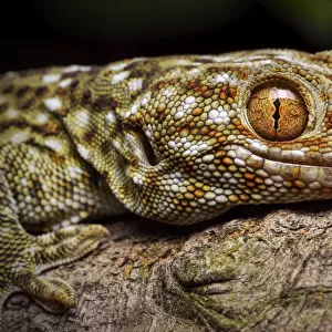 Tokay gecko (Gekko gecko) Shek Pik, Lantau Island, Hong Kong, China