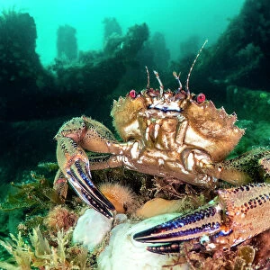 Velvet swimming crab (Necora puber) male, in defensive posture, with wreck of the Rosalie in background, Weybourne, Norfolk, England, UK, North Sea