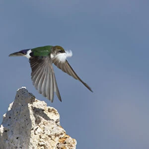 Violet-green Swallow (Tachycineta thalassina), female in flight carrying a feather for nest lining