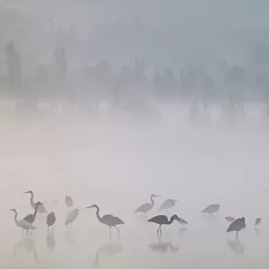 Waterfowl at dawn with mist, including Great blue heron (Ardea herodias herodias), American avocet (Recurvirostra americana), Northern shoveler (Anas clypeata), Xochimilco wetlands, Mexico City, Mexico. February
