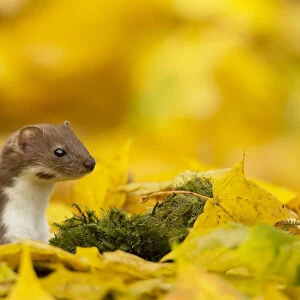 Weasel (Mustela nivalis) head and neck looking out of yellow autumn acer leaves, Sheffield