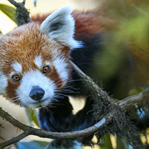 Western red panda (Ailurus fulgens fulgens) climbing in tree. Singalila National Park, India / Nepal border