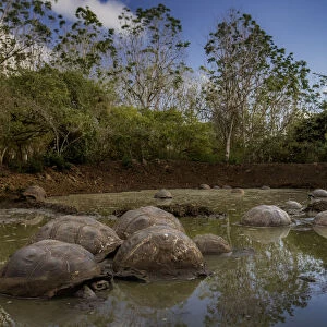 Western Santa Cruz / Indefatigable Island giant tortoises (Chelonoidis porteri) in shallow water
