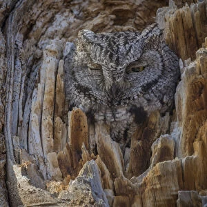 Western screech owl (Megascops kennicottii) is camouflaged as it looks from a tree cavity