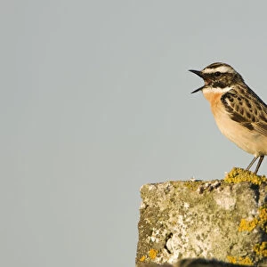 Whinchat (Saxicola saxicola) male singing perched on post, Lithuania, May 2009