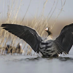 White fronted goose (Anser albifrons) stretching wings in water, Durankulak Lake