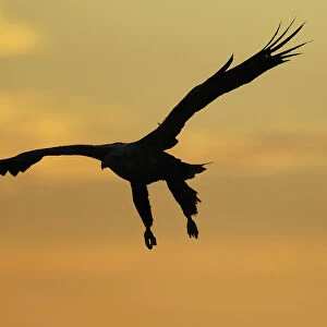 White tailed sea eagle (Haliaeetus albicilla) in flight silhouetted against an orange sky