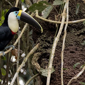 White-throated toucan (Ramphastos tucanus) perched close to a termite nest
