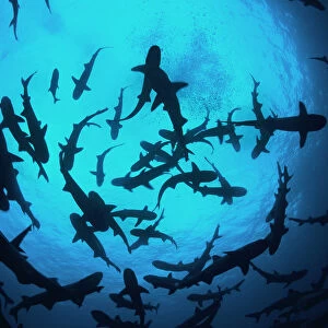 Whitetip reef sharks (Triaenodon obesus) pack silhouetted following scent trail in water column