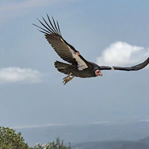 Wild California condor (Gymnogyps californianus) in flight, with wing tag and transmitter