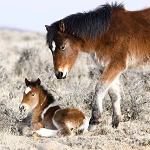 Wild Horses / Mustangs, pinto foal and pinto yearling in winter, McCullough Peaks Herd Area