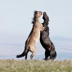 Wild Horses / mustangs, two stallions rearing up fighting, Pryor Mountains, Montana