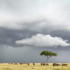 Wildebeest (Connochaetes taurinus) herd below stormy sky during migration, Masai-Mara game reserve
