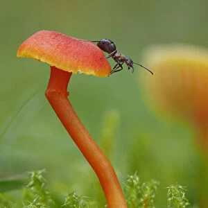 Wood ant (Formica rufa) on Waxcap fungus (Hygrocybe sp). Buckinghamshire, England, UK