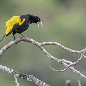 Yellow-rumped cacique (Cacicus cela) calling, Madidi NP, Bolivia