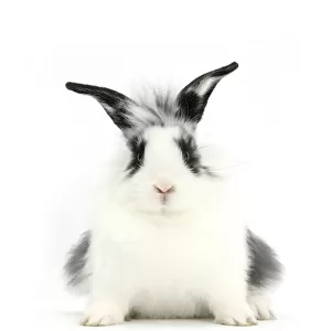 Young Lionhead-cross rabbit, against white background