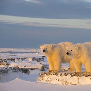 Two young Polar bears (Ursus maritimus) on newly formed pack ice, near Kaktovik, Barter Island