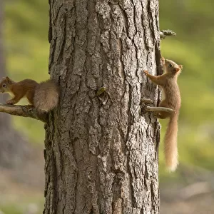 Two young Red squirrels (Sciurus vulgaris) chasing each other around pine trunk, Scotland