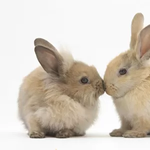 Young sandy rabbits kissing