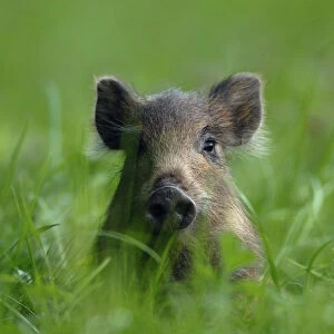 Young Wild Boar (Sus scrofa) sitting in grass. Vosges, France, July