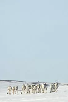Caribou (Rangifer tarandus) herd migrating across ice, Agapa River, Taimyr Peninsula