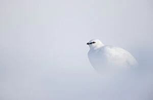 Ptarmigan (Lagopus mutus) in winter plumage, resting in snow, Svalbard, Norway. April
