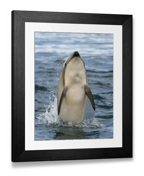Framed Print : Dusky dolphin {Lagenorhynchus obscurus} leaping at surface, Kaikoura, South Island Framed Print : Dusky dolphin {Lagenorhynchus obscurus} leaping at surface, Kaikoura, South Island