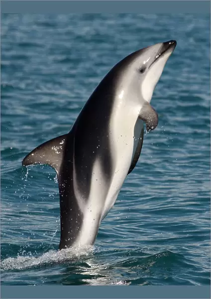 Dusky dolphin {Lagenorhynchus obscurus} leaping at surface, Kaikoura, South Island