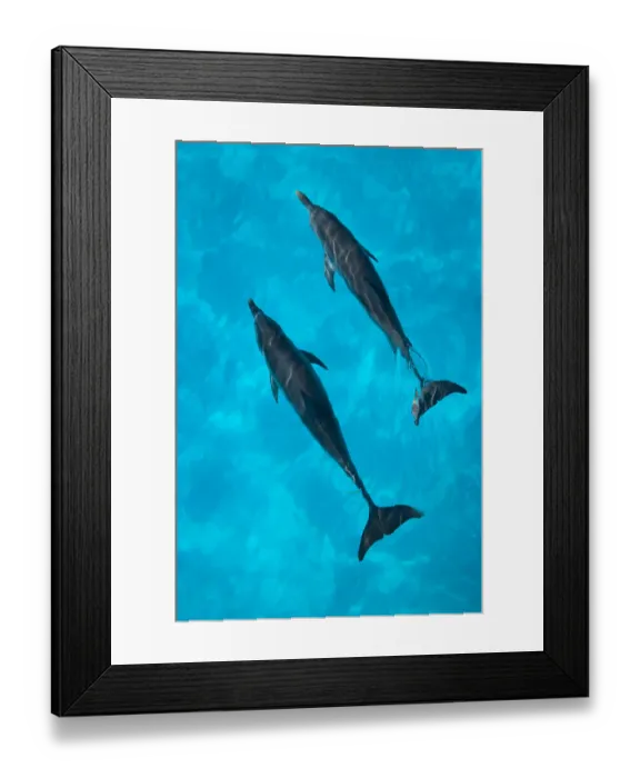 Framed Print : Looking down on Atlantic spotted dolphin {Stenella frontalis} at surface, Bahamas Framed Print : Looking down on Atlantic spotted dolphin {Stenella frontalis} at surface, Bahamas