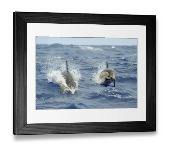 Framed Print : Two Common dolphins (Delphinus delphis) porpoising, Pico, Azores, Portugal, June 2009