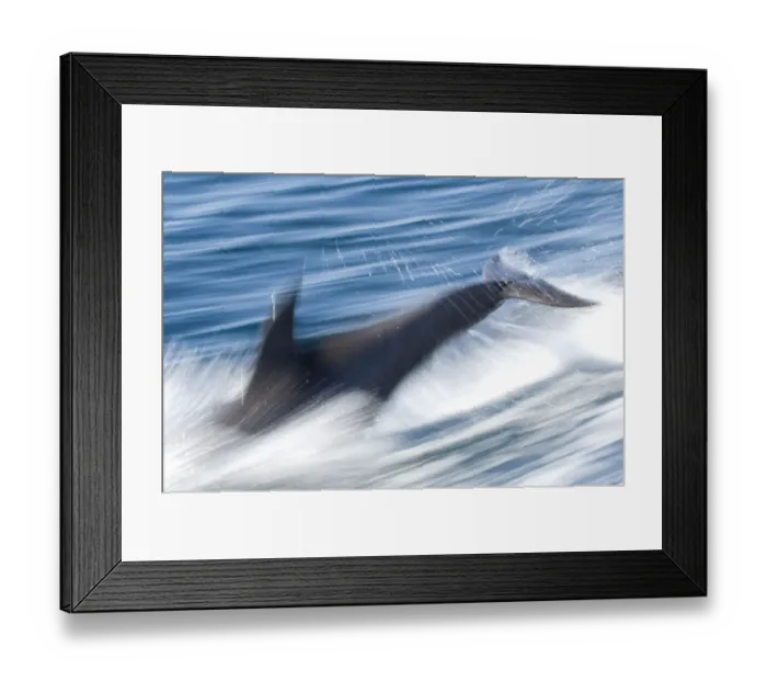 Framed Print : Common bottlenose dolphin (Tursiops truncatus) swimming fast, Baja California, Sea of Cortez Framed Print : Common bottlenose dolphin (Tursiops truncatus) swimming fast, Baja California, Sea of Cortez