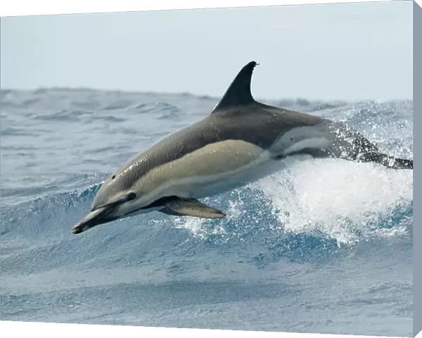 Common dolphin (Delphinus delphis) jumping, Pico, Azores, Portugal, June 2009