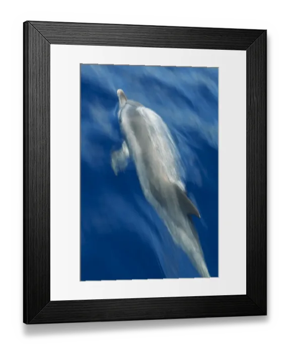 Framed Print : Atlantic spotted dolphin (Stenella frontalis) surfacing, Pico, Azores, Portugal, June 2009 Framed Print : Atlantic spotted dolphin (Stenella frontalis) surfacing, Pico, Azores, Portugal, June 2009