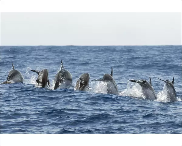 Rear view of Atlantic spotted dolphins (Stenella frontalis) porpoising, Pico, Azores