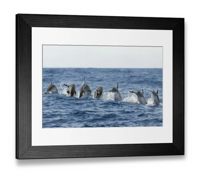 Framed Print : Rear view of Atlantic spotted dolphins (Stenella frontalis) porpoising, Pico, Azores Framed Print : Rear view of Atlantic spotted dolphins (Stenella frontalis) porpoising, Pico, Azores