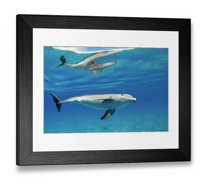 Framed Print : Bottlenose dolphin (Tursiops truncatus) with surface reflection, in shallow water over a sand bank. Sandy Ridge, Little Bahama Bank, Bahamas. Tropical West Atlantic Framed Print : Bottlenose dolphin (Tursiops truncatus) with surface reflection, in shallow water over a sand bank. Sandy Ridge, Little Bahama Bank, Bahamas. Tropical West Atlantic