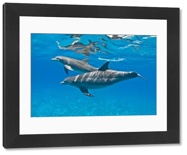 Bottlenose dolphins (Tursiops truncatus) swimming beneath the surface. Sandy Ridge