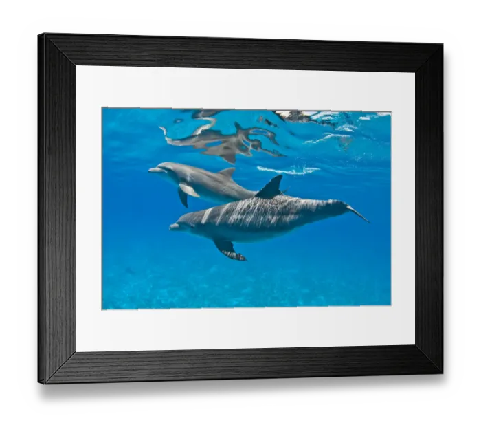 Framed Print : Bottlenose dolphins (Tursiops truncatus) swimming beneath the surface. Sandy Ridge Framed Print : Bottlenose dolphins (Tursiops truncatus) swimming beneath the surface. Sandy Ridge