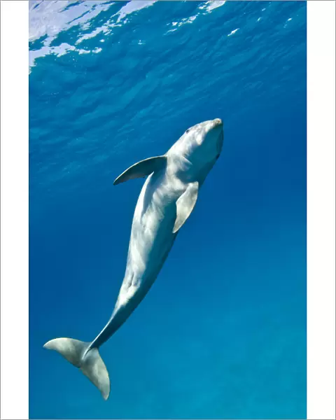 RF- Bottlenose dolphin (Tursiops truncatus) swimming in a spiral movement, Sandy Ridge