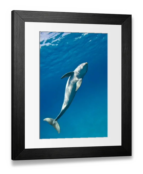 Framed Print : RF- Bottlenose dolphin (Tursiops truncatus) swimming in a spiral movement, Sandy Ridge Framed Print : RF- Bottlenose dolphin (Tursiops truncatus) swimming in a spiral movement, Sandy Ridge
