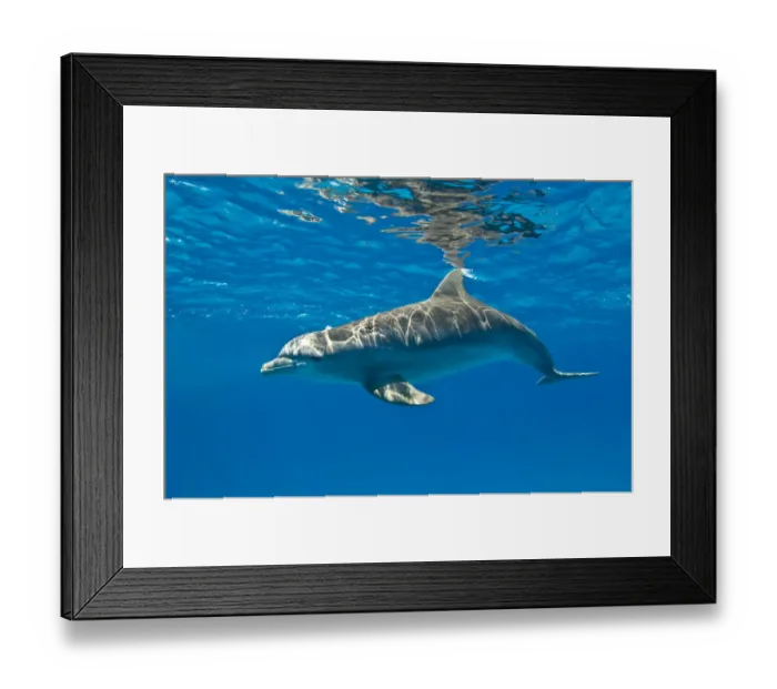 Framed Print : Bottlenose dolphin (Tursiops truncatus) swimming beneath the surface of the sea, Sandy Ridge