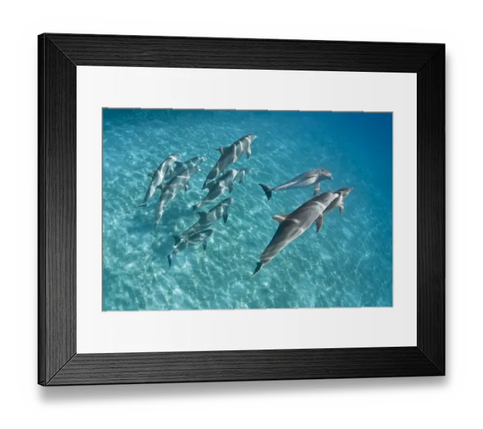 Framed Print : A pod of Bottlenose dolphins (Tursiops truncatus) swimming over a sand bank. Sandy Ridge